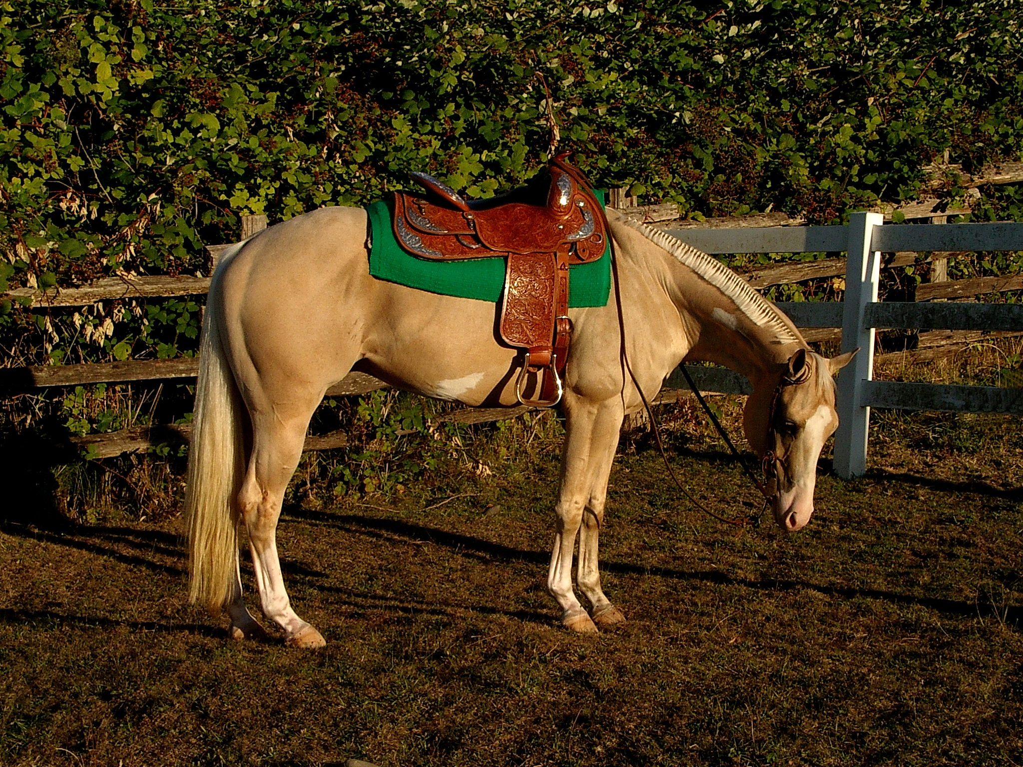 paint horse