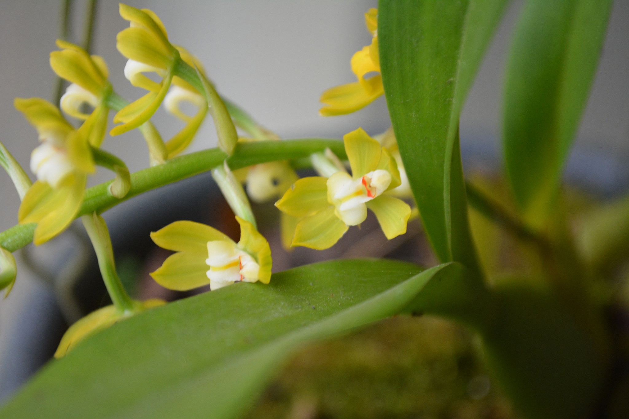 beautiful wild orchid