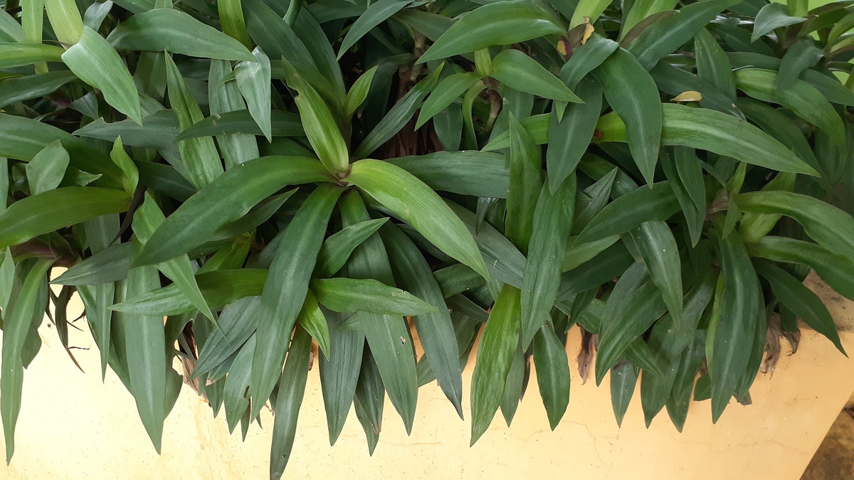 驱蚊竹的优缺点？