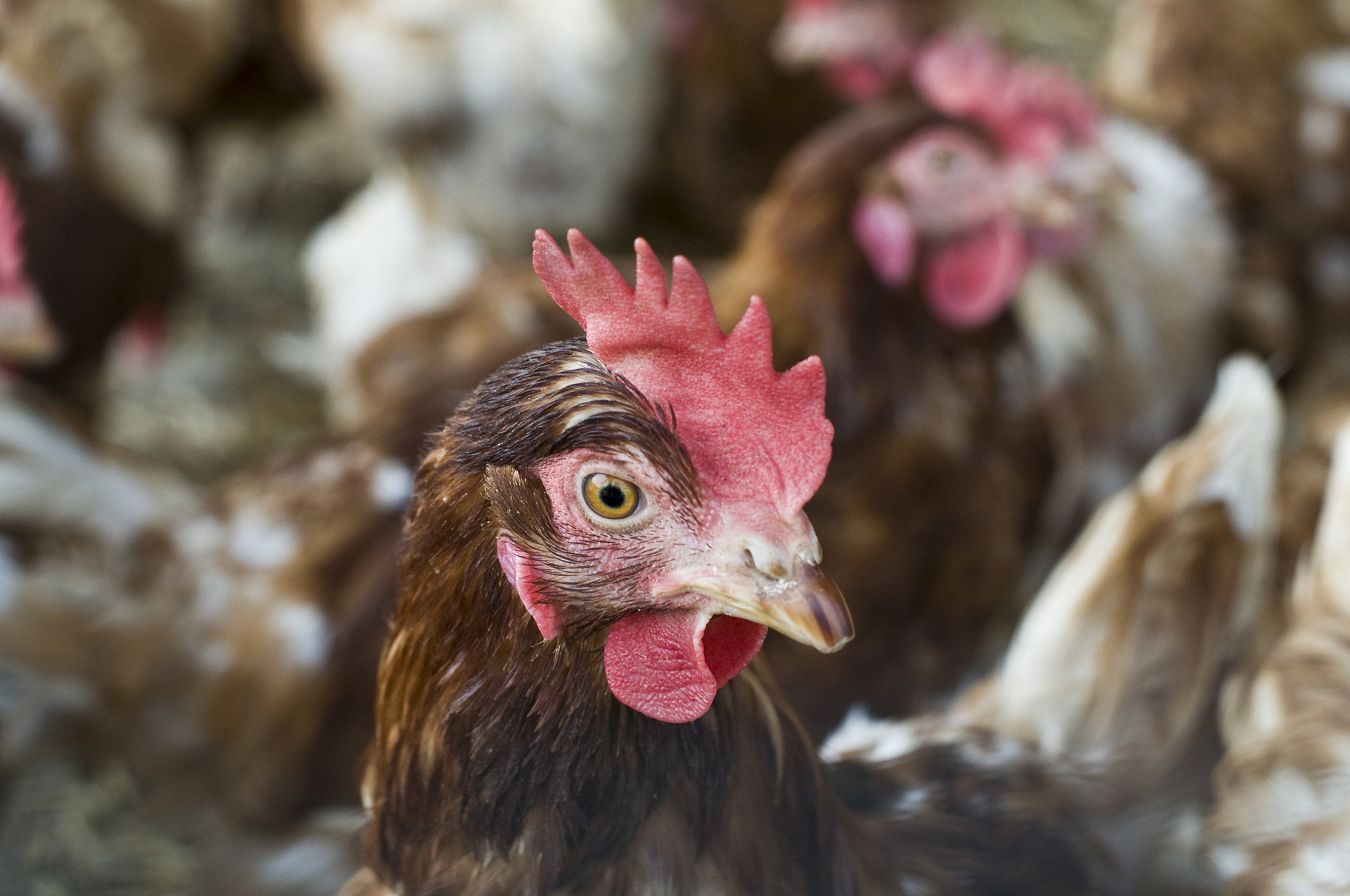 chicken