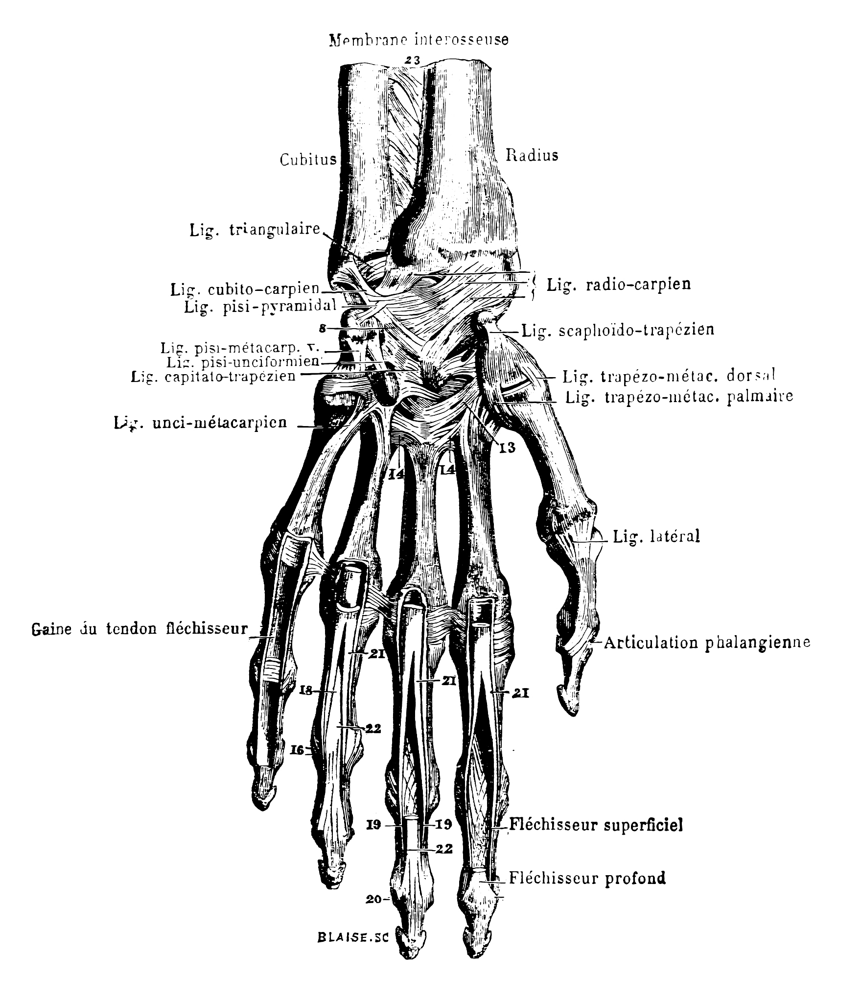 人体骨骼 - 无名指掌骨（Ring Metacarpal）详解