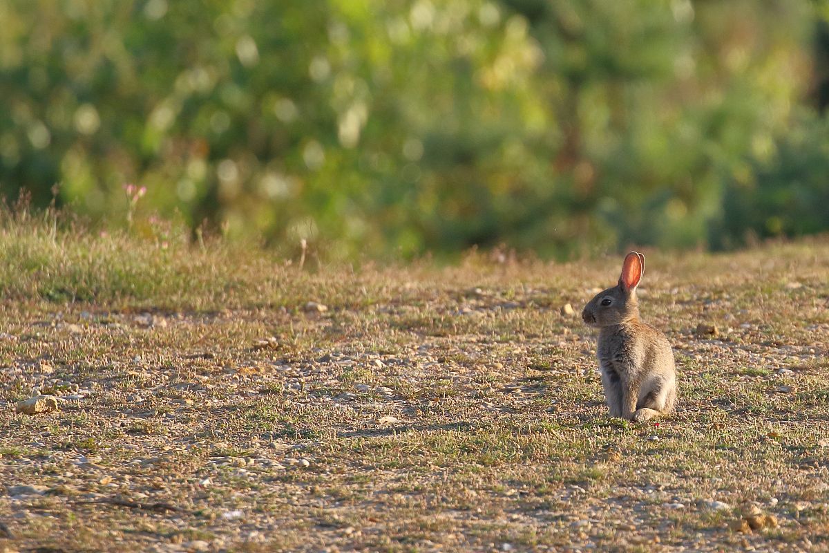 写一段睡前小故事