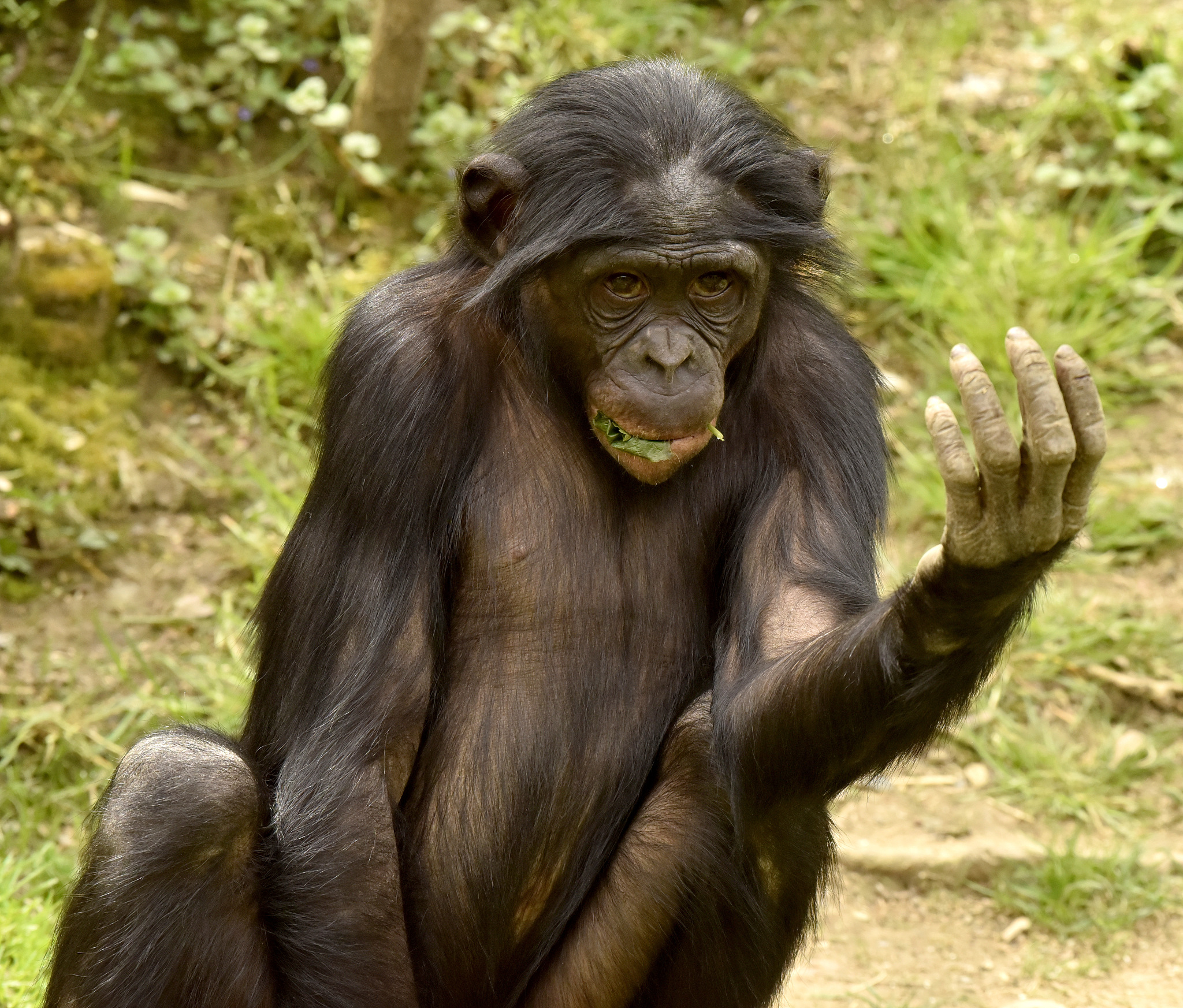 young male bonobo