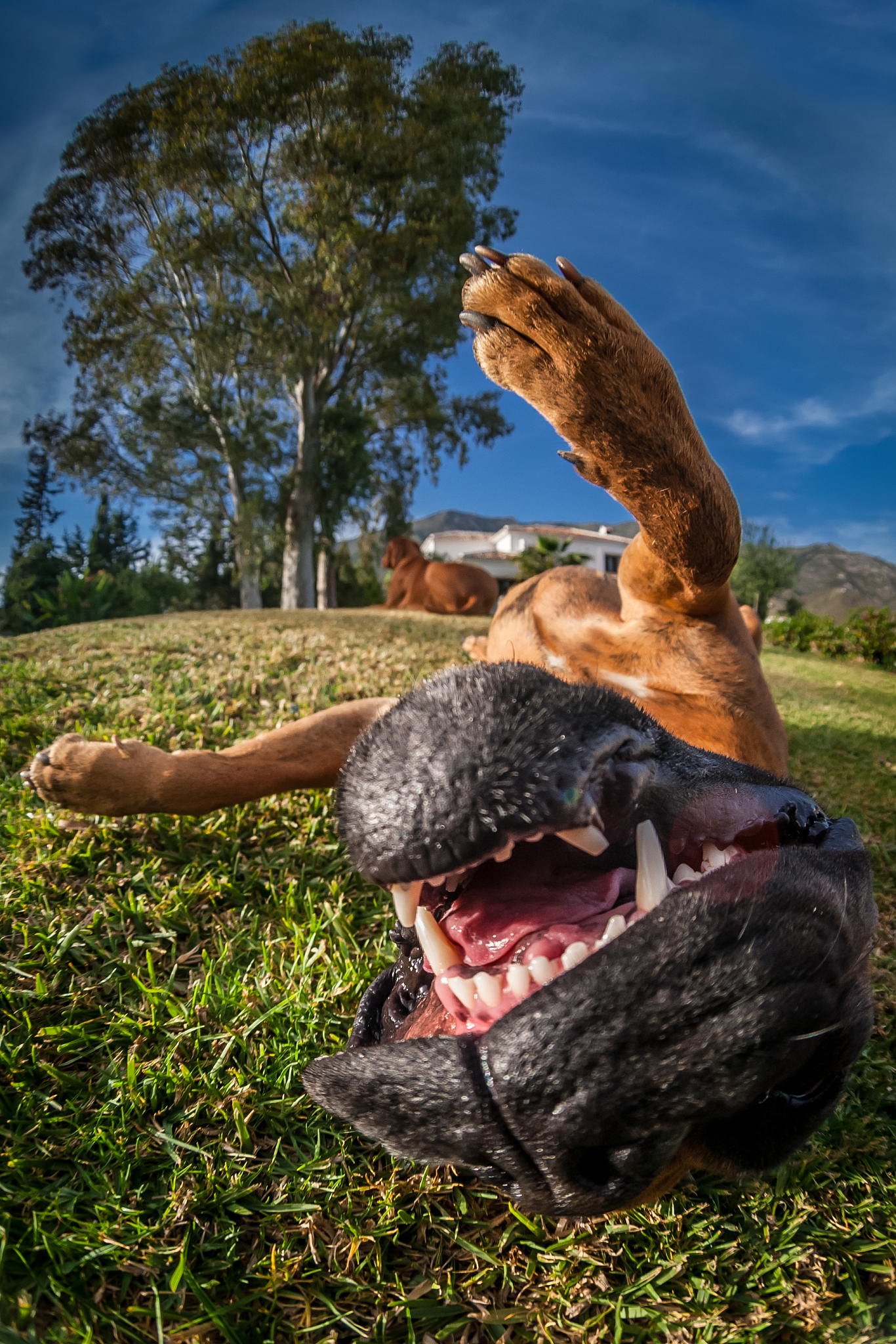 close-up of dog lying down on field against sky