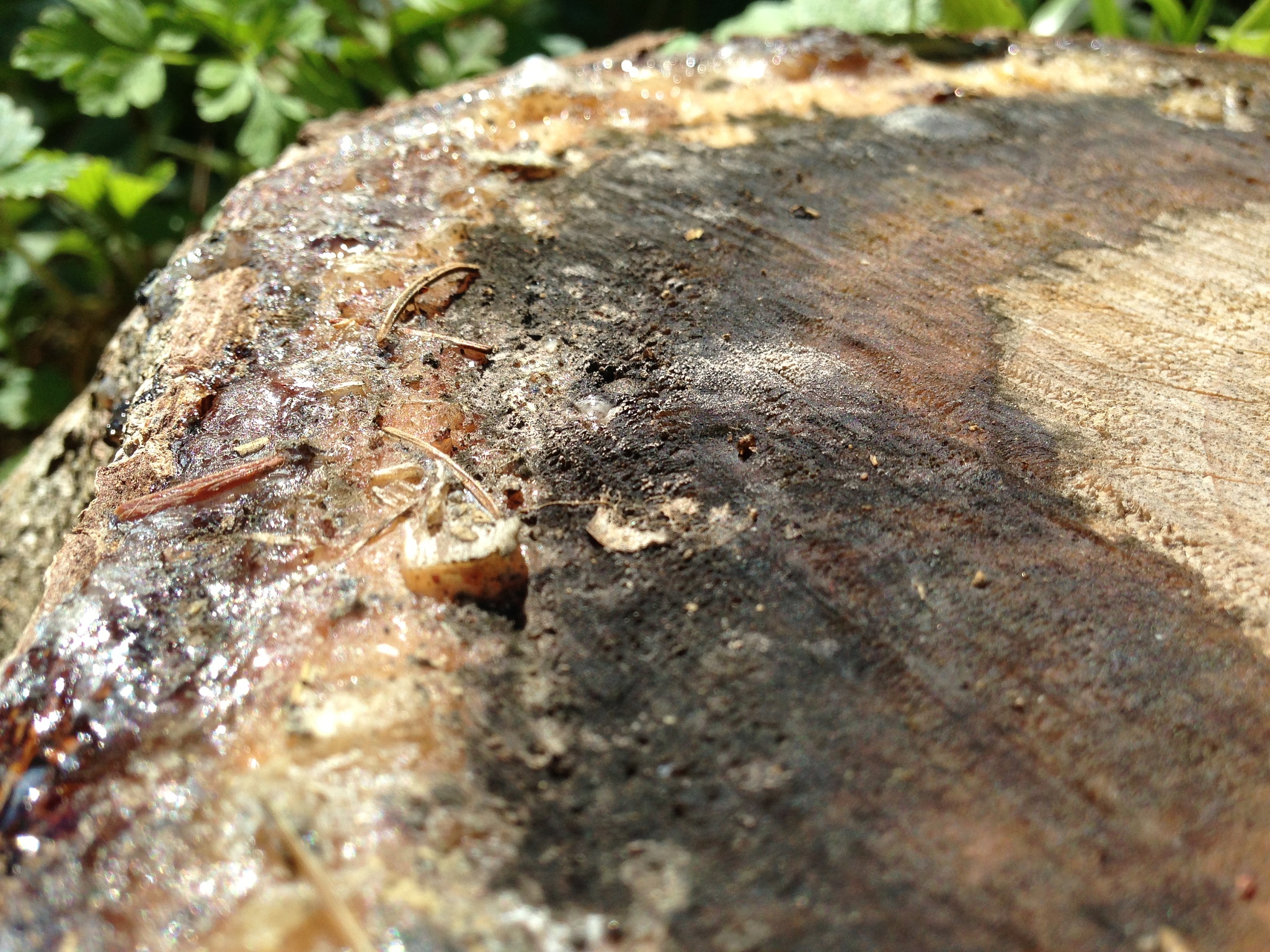 奇楠沉香：沉香中的极品，珍贵香材