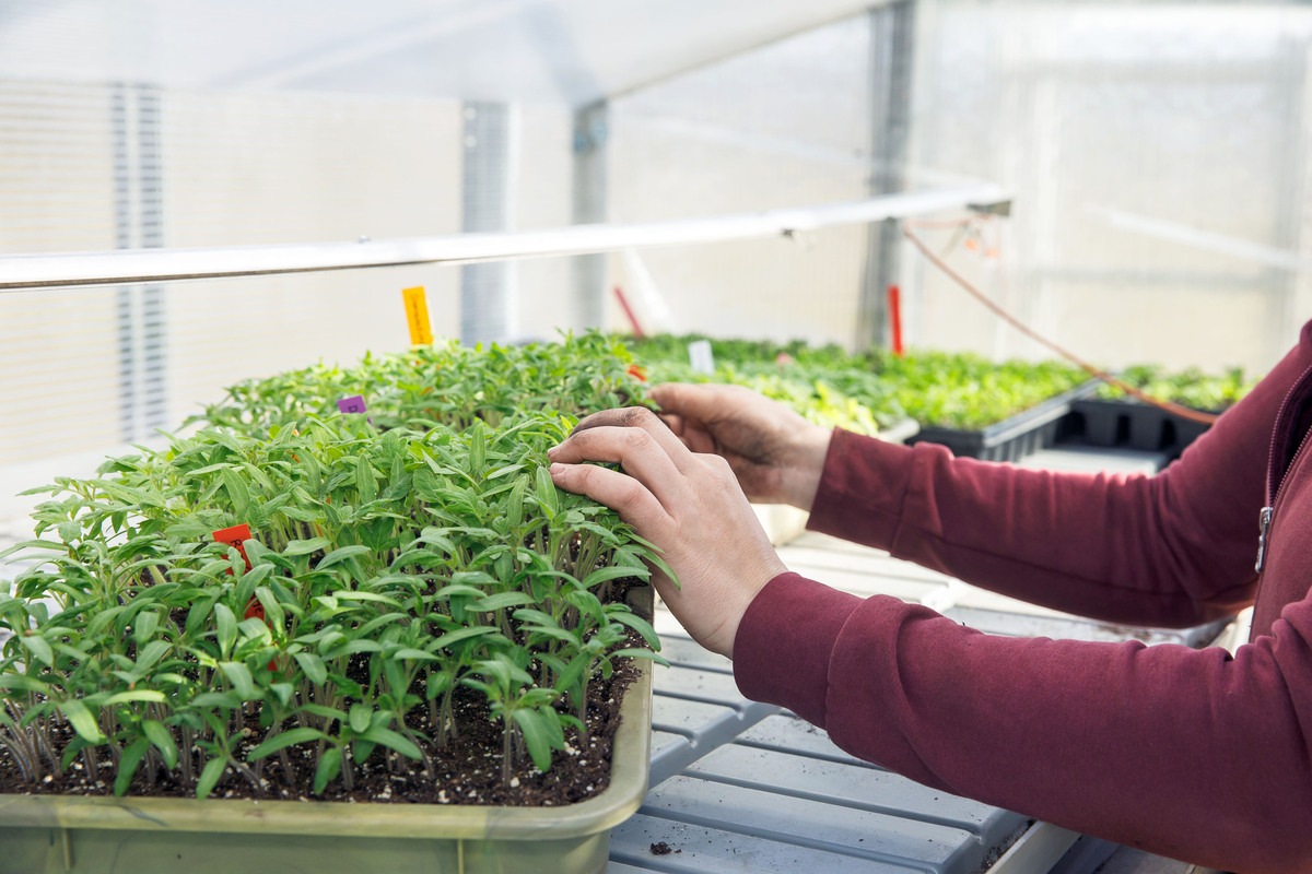 朝天椒种植各阶段需要多少氮肥、钾肥和磷肥