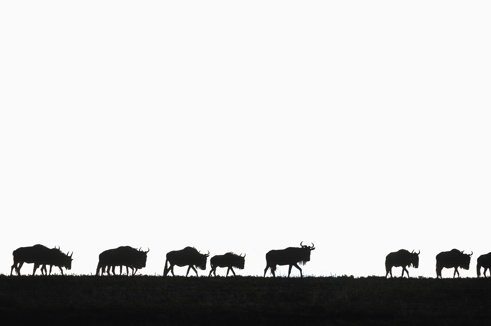 wildebeest migration, serengeti