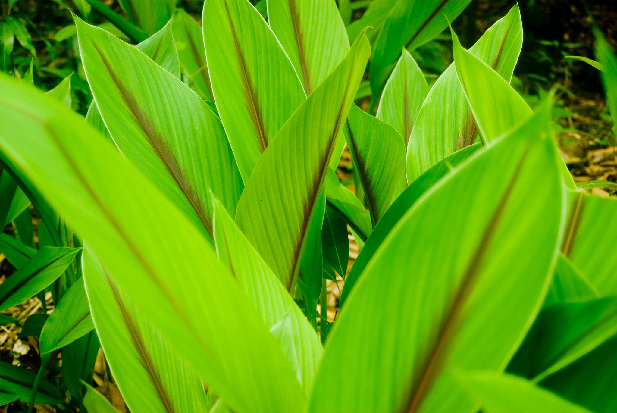 为什么大多数植物是绿色的？