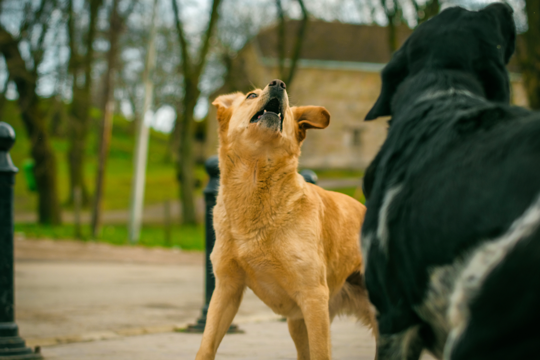 狗狗受惊狂跑会回来吗？胆小犬逃跑怎么办？