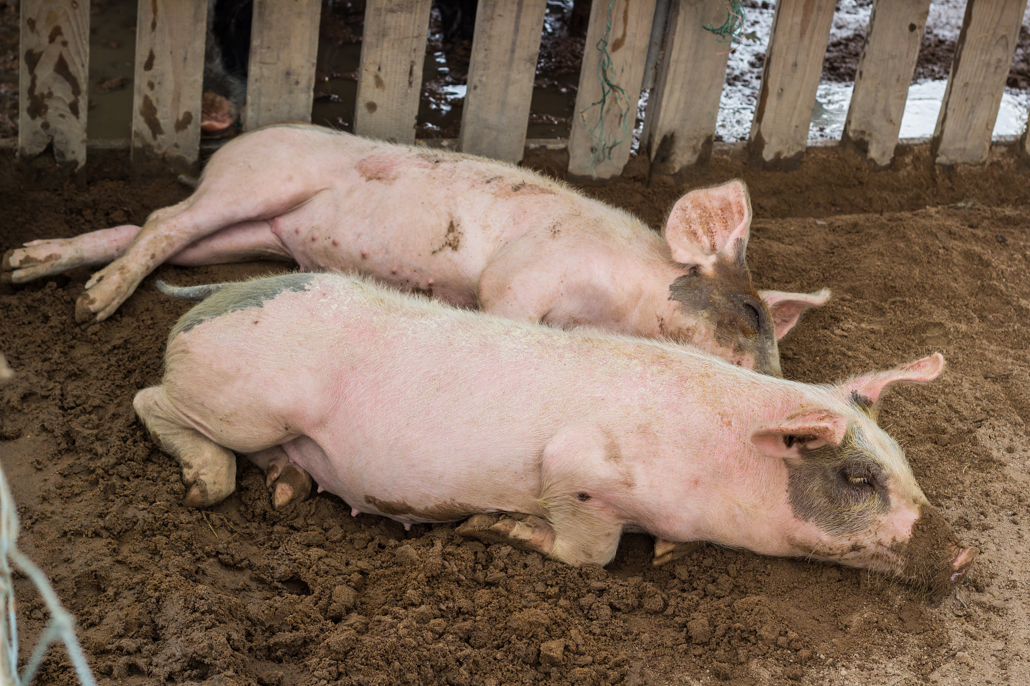 你好您好！有什么可以帮到您呢？非洲猪瘟是什么非洲猪瘟是一种由非洲猪瘟病毒引起的非常严重的猪类传染病它可以导致猪的高死亡率和严重的经济损失。这种病毒不会传染给人类但猪只要感染了非洲猪瘟病毒就会出现发热、咳嗽、呕吐、腹泻等症状严重时会导致猪的死亡。非洲猪瘟病毒非常易传播通过直接接触、污染的饲料、水源、器具等途径传播因此需要采取严格的控制措施来预防和控制。什么方法防治非洲猪瘟的防治主要包括以下几个方面：