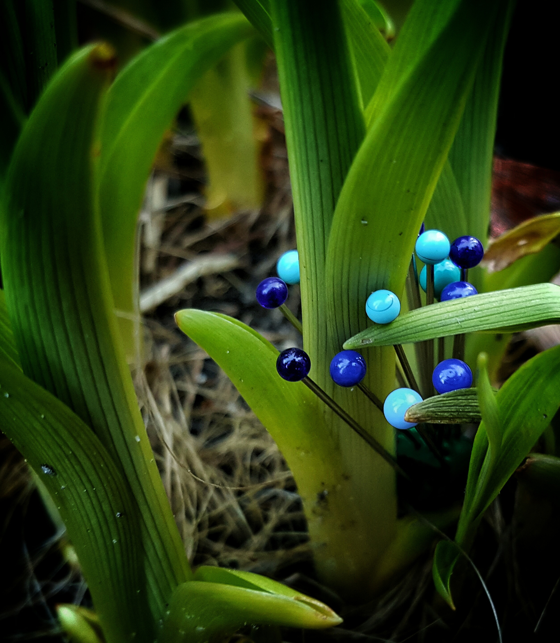 close-up of plants growing on field