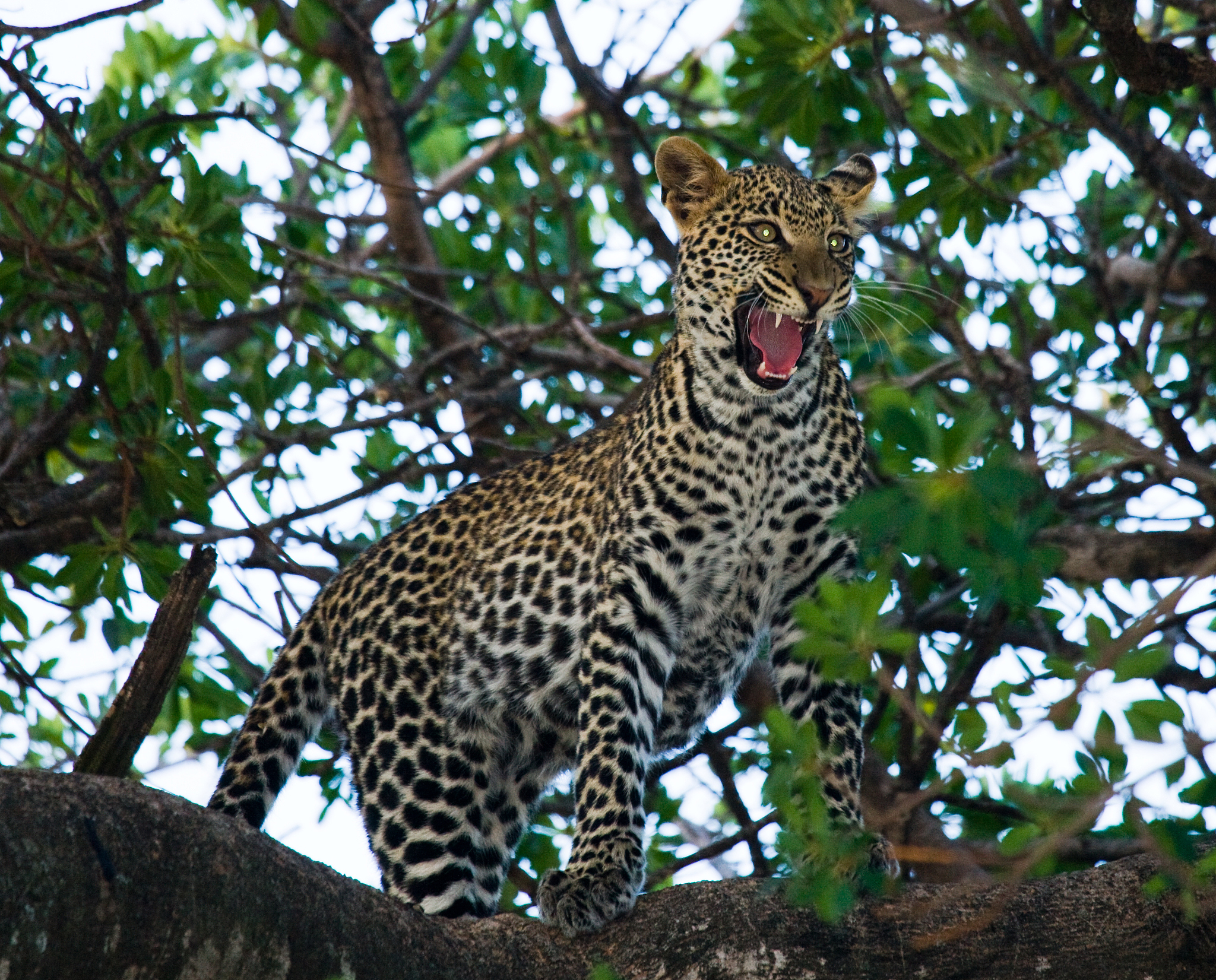 豹猫形象设计：从自然栖息环境中汲取灵感