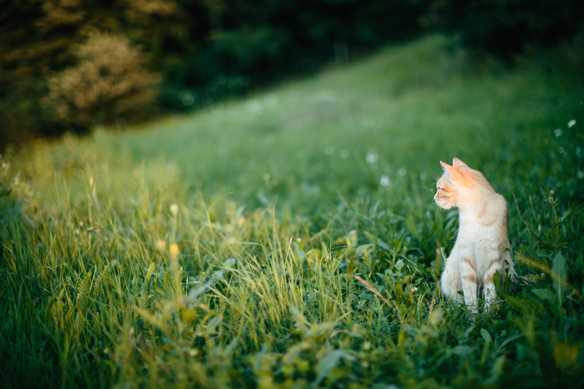 可爱的猫咪在阳光下悠闲地享受自然