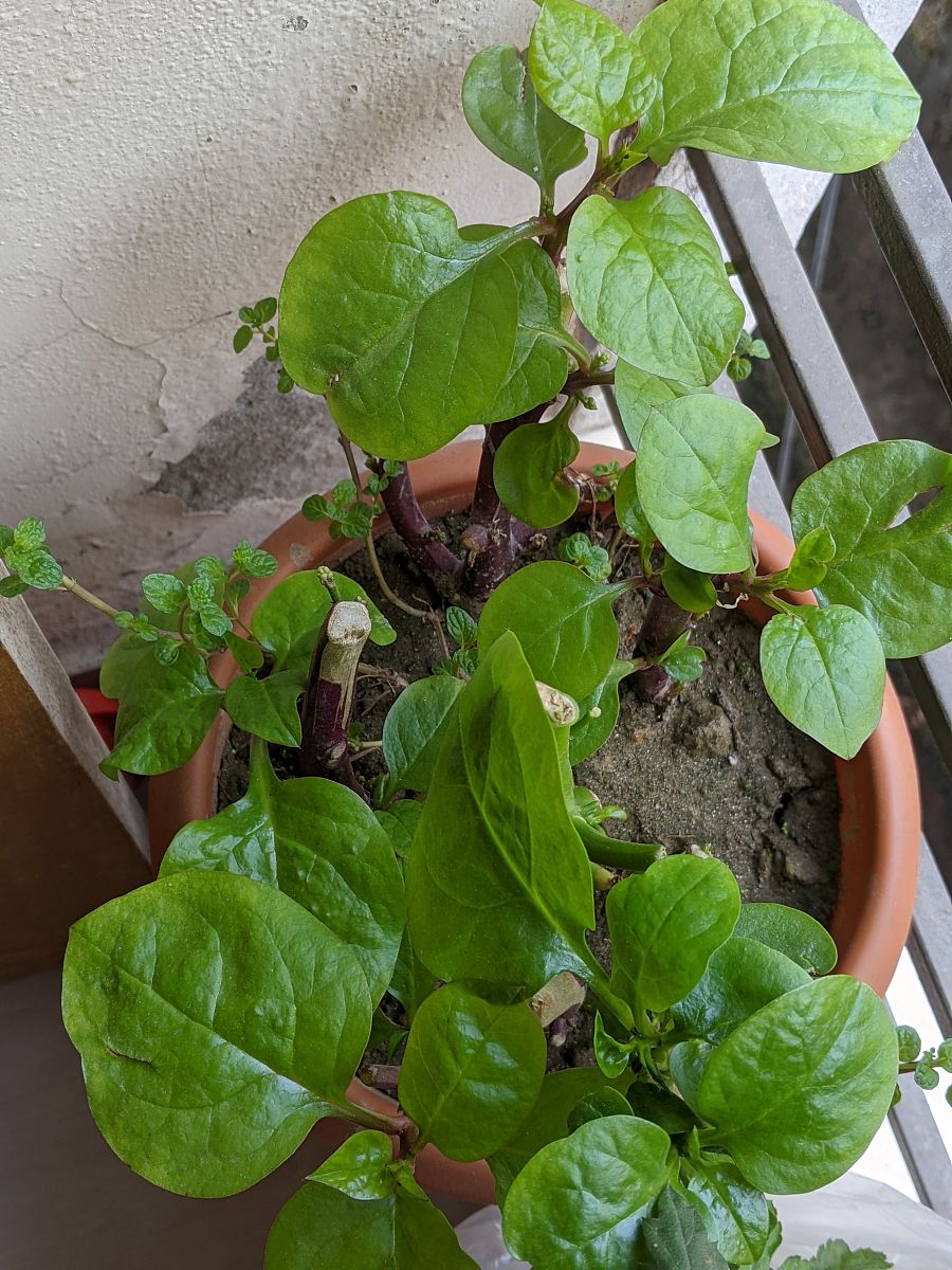 绣球花蔫了耷拉了挽救措施及时解决花开的更多1000字