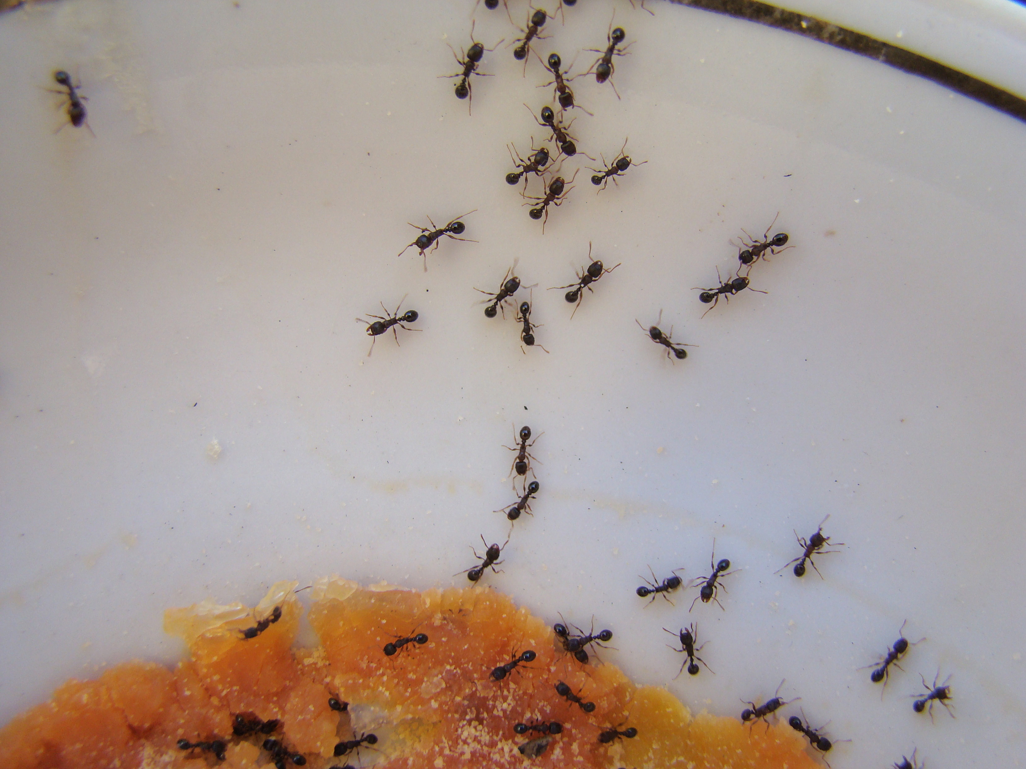 ant