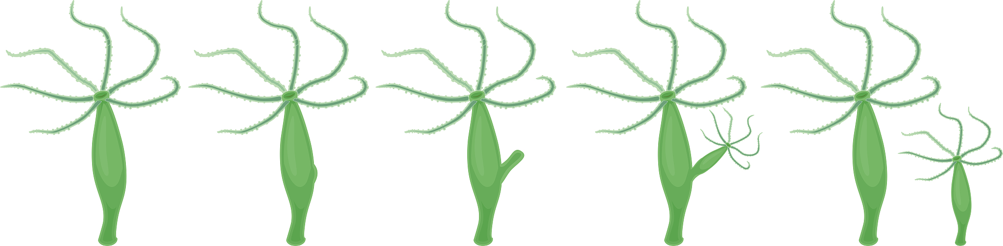 动物和植物如何繁衍后代？