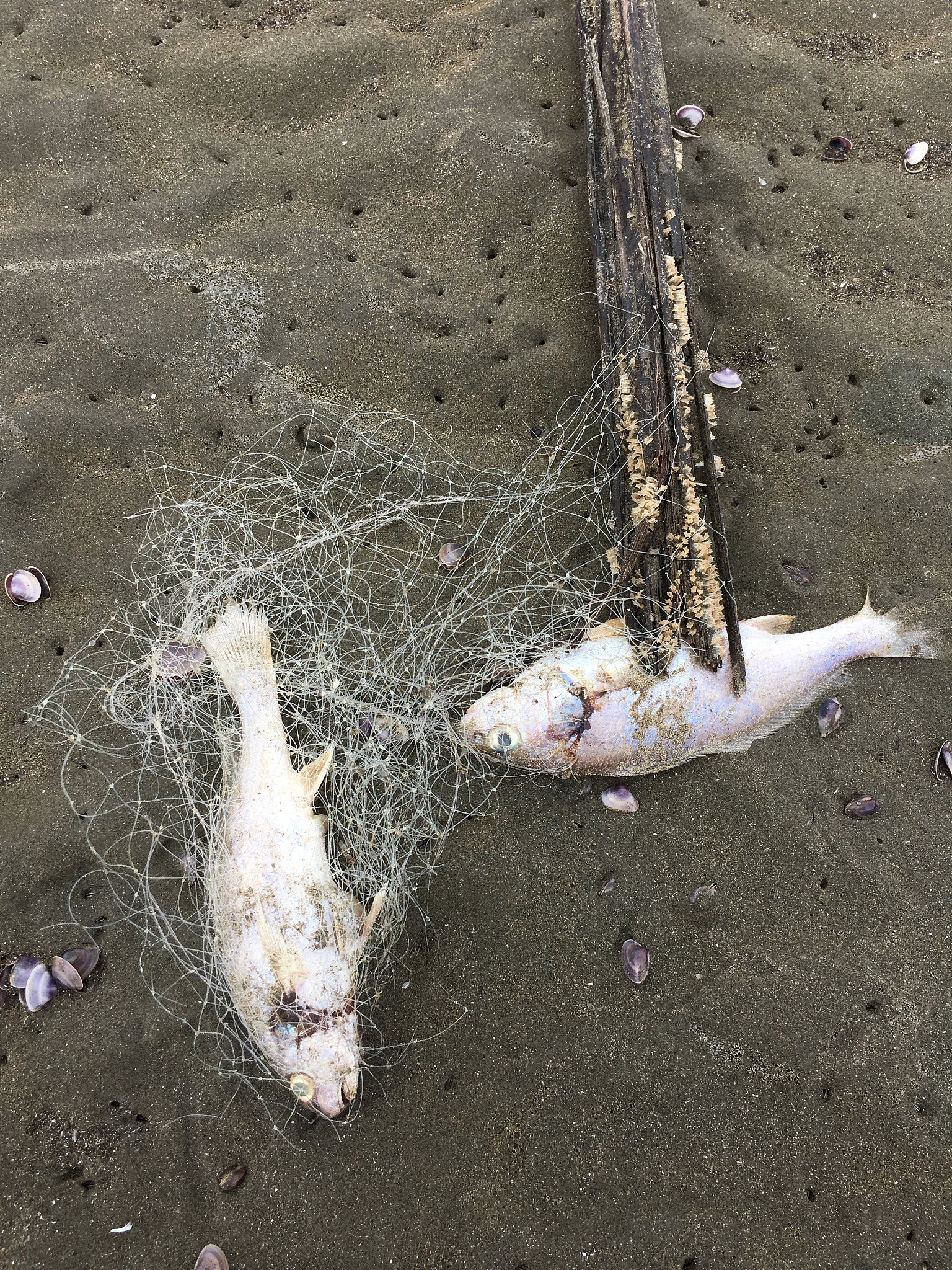 鲑鱼生态与保护：现状、威胁与应对措施