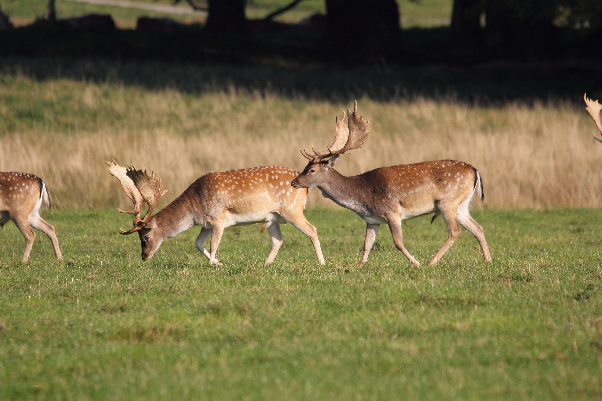 herd of deer in unesco world heritage j?gersborg dyrehave