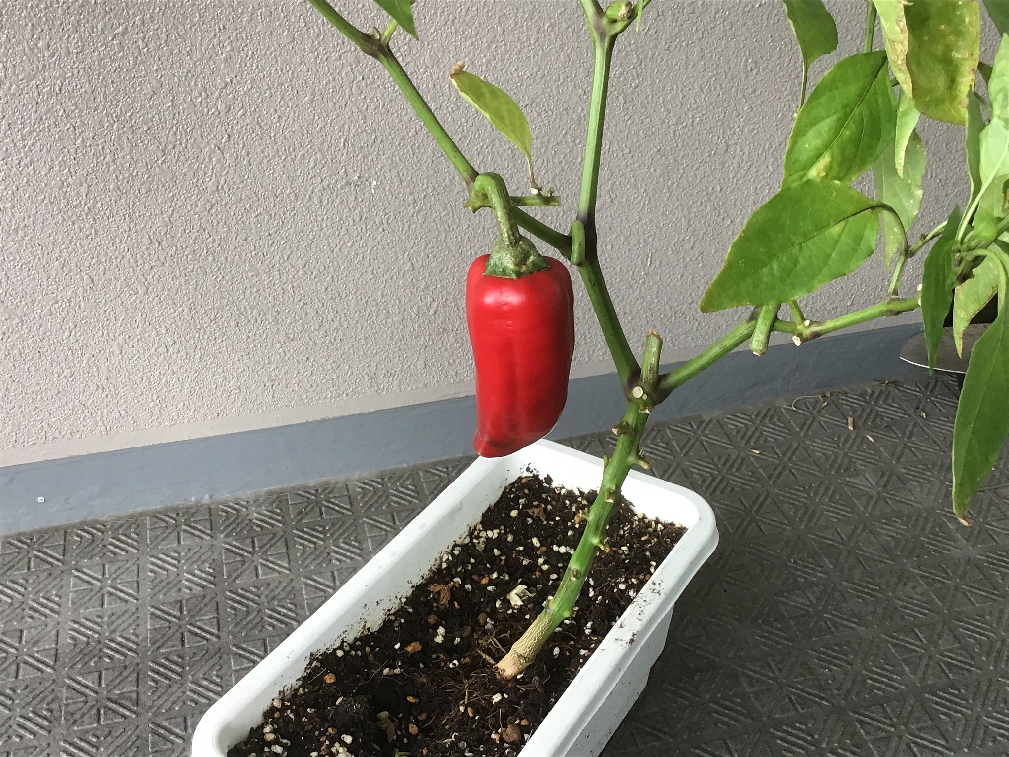 圣女果种植最佳土壤pH值：6.0-7.0