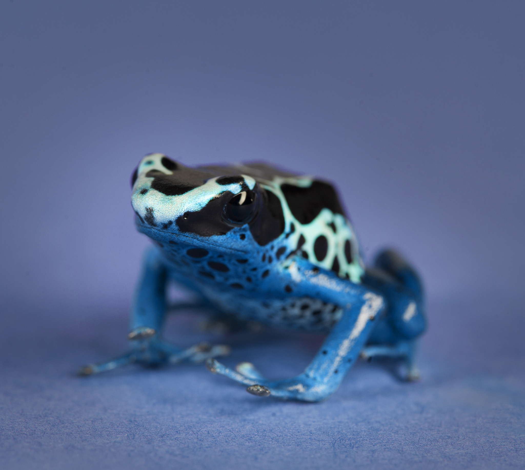 小班幼儿探索小蝌蚪：观察、学习和成长