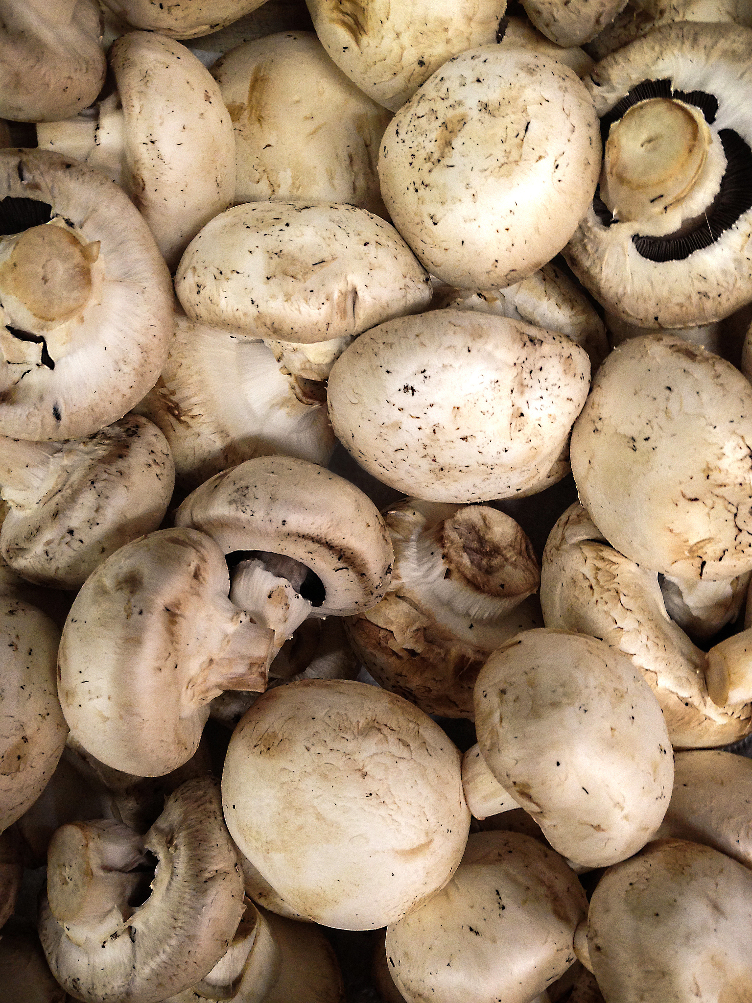 50个可卿亭亭®食用菌冲饮粉Ⅳ百度经常问的标题