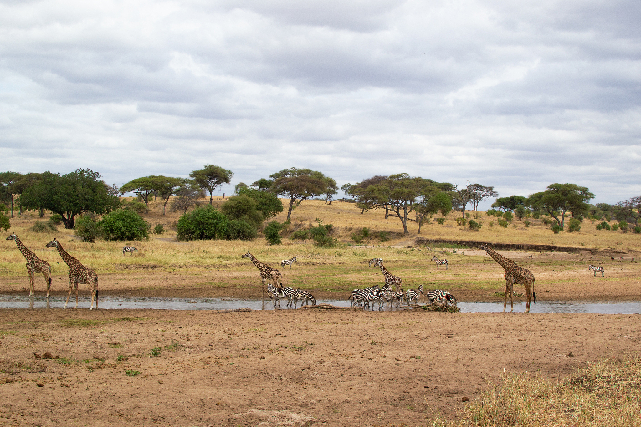 zebras and giraffes drinking in a pond of the savanna of tarangi