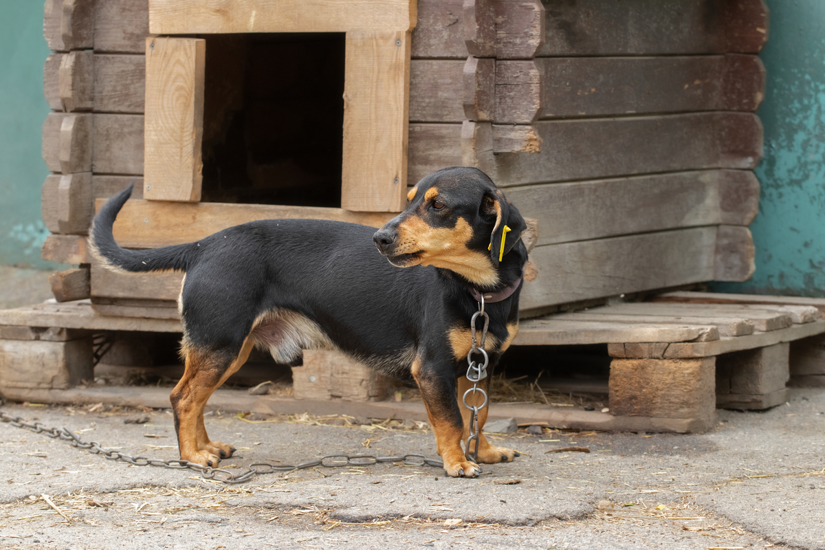 蓟县腊肠犬繁殖基地：位置、品种特点及用途