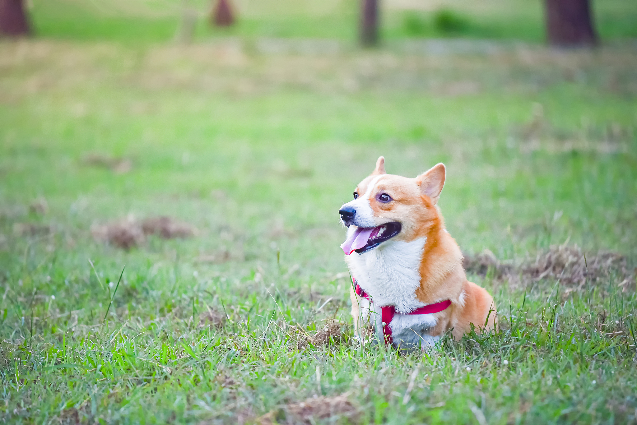 犬凝血因子 VII 缺乏症：发病率及易感犬种