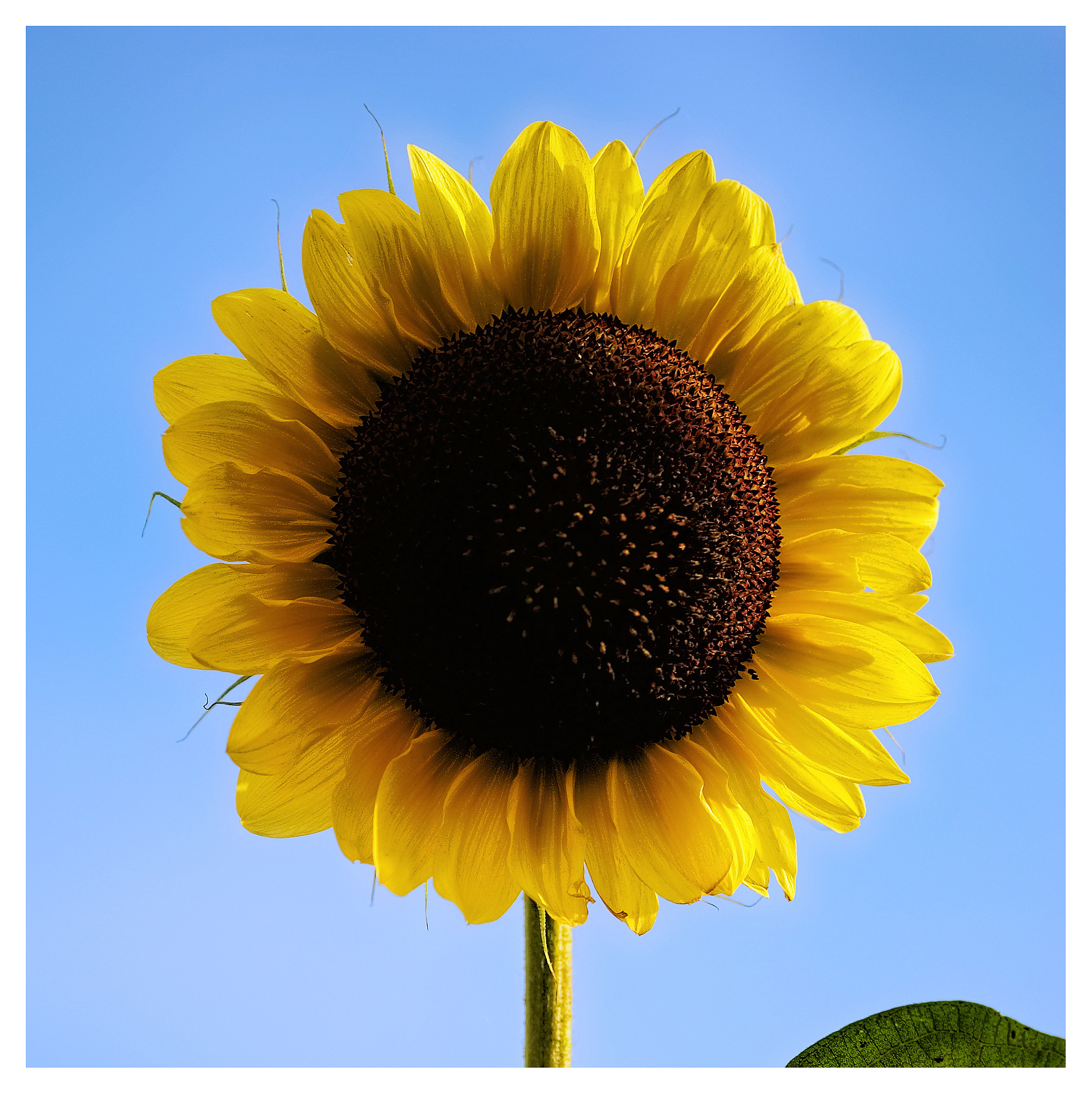 2020年贷款6000元那么6年还款期限指截止期限为2026年还款那么在2021-2025年期间是免息如果2023年贷款贷款学生为医学生2025年毕业那按照下边的政策在2027-2029年期间是否会有利息发生还有这个还款期限是指2026之后的六年分期还款还是2020-2026这六年内？生源地助学贷款利息的计算方法是根据实际天数按年计算利率按照中国人民银行公布的基准利率执行不上浮。具体计算公式为：利