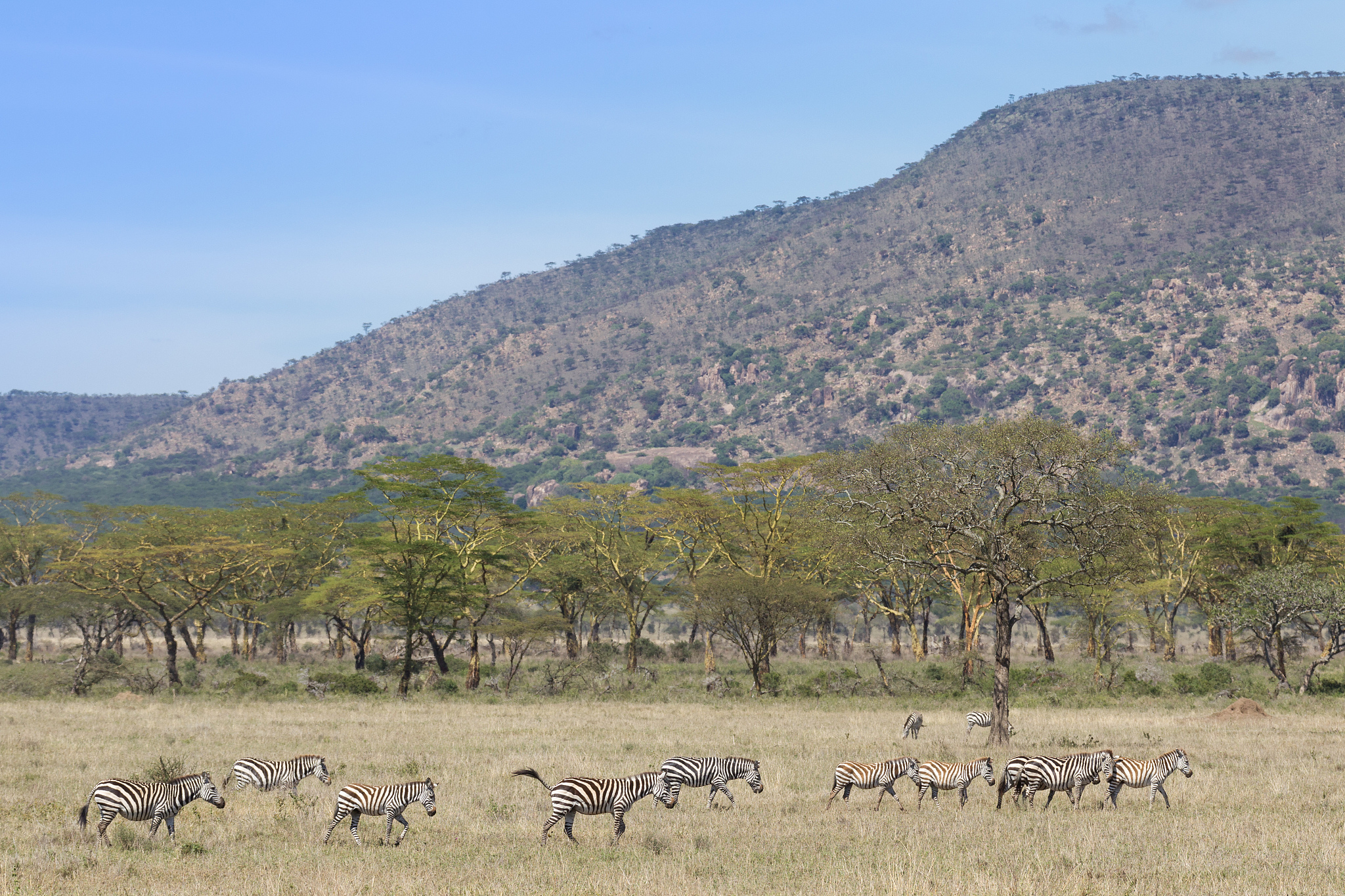 zebra herd moving through an open area in the serengeti national