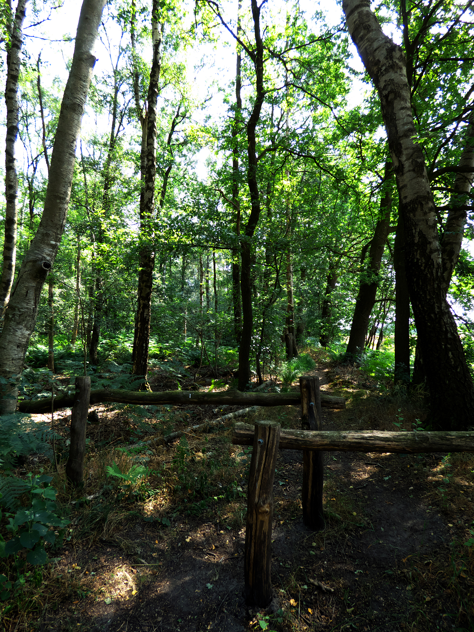 English Introduction of Shennongjia Forest Area HubeiShennongjia Forestry DistrictAdministrationThe administrative status of Shennongjia is rather unique in that it is the only county-level administra