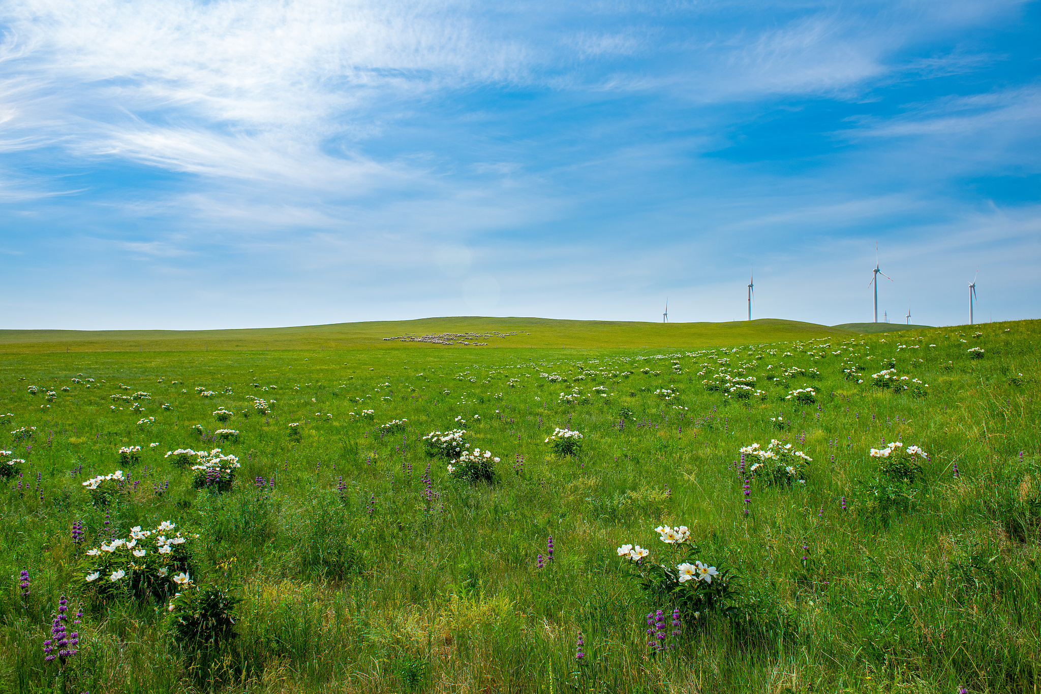 帮我做一个三天两晚海拉尔呼伦贝尔大草原的行程
