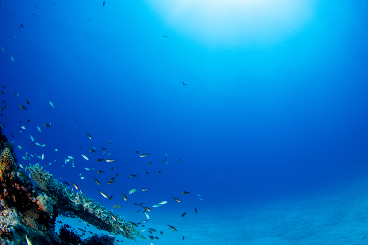 探索神秘海底世界：奇幻生物与隐藏奥秘