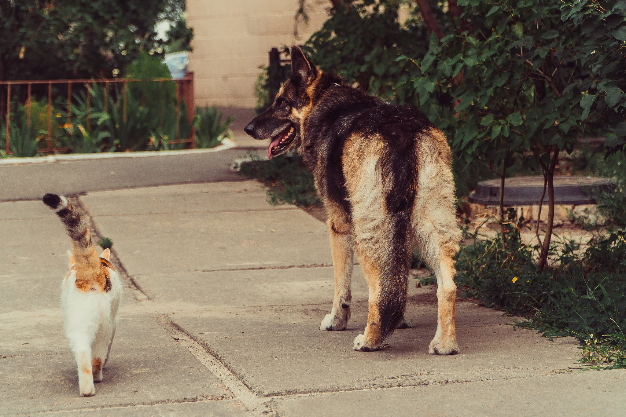 狗为什么是最忠诚的动物？ - 与猫相比的忠诚度分析