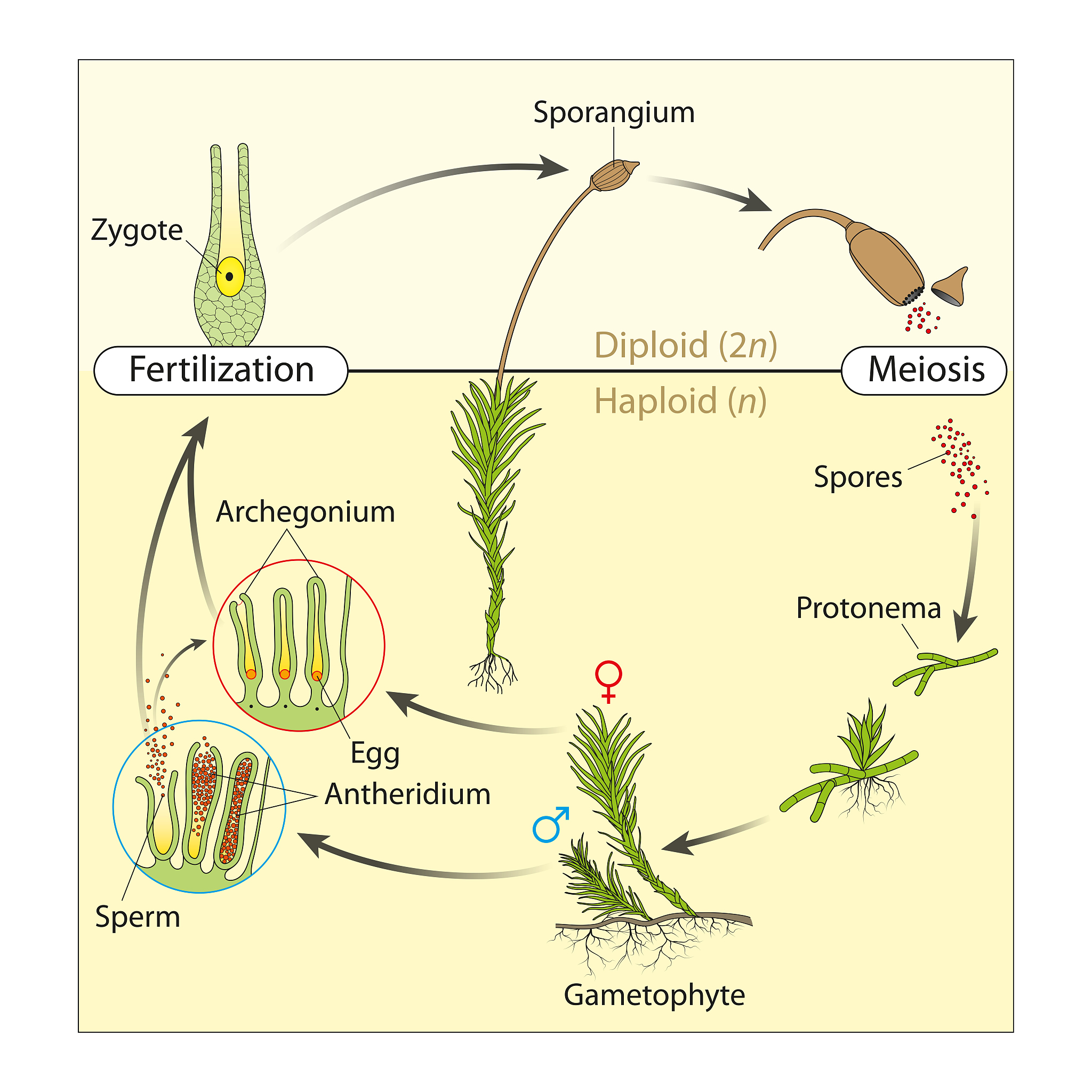 植物抗病性研究：原理、病原分类及提升方法