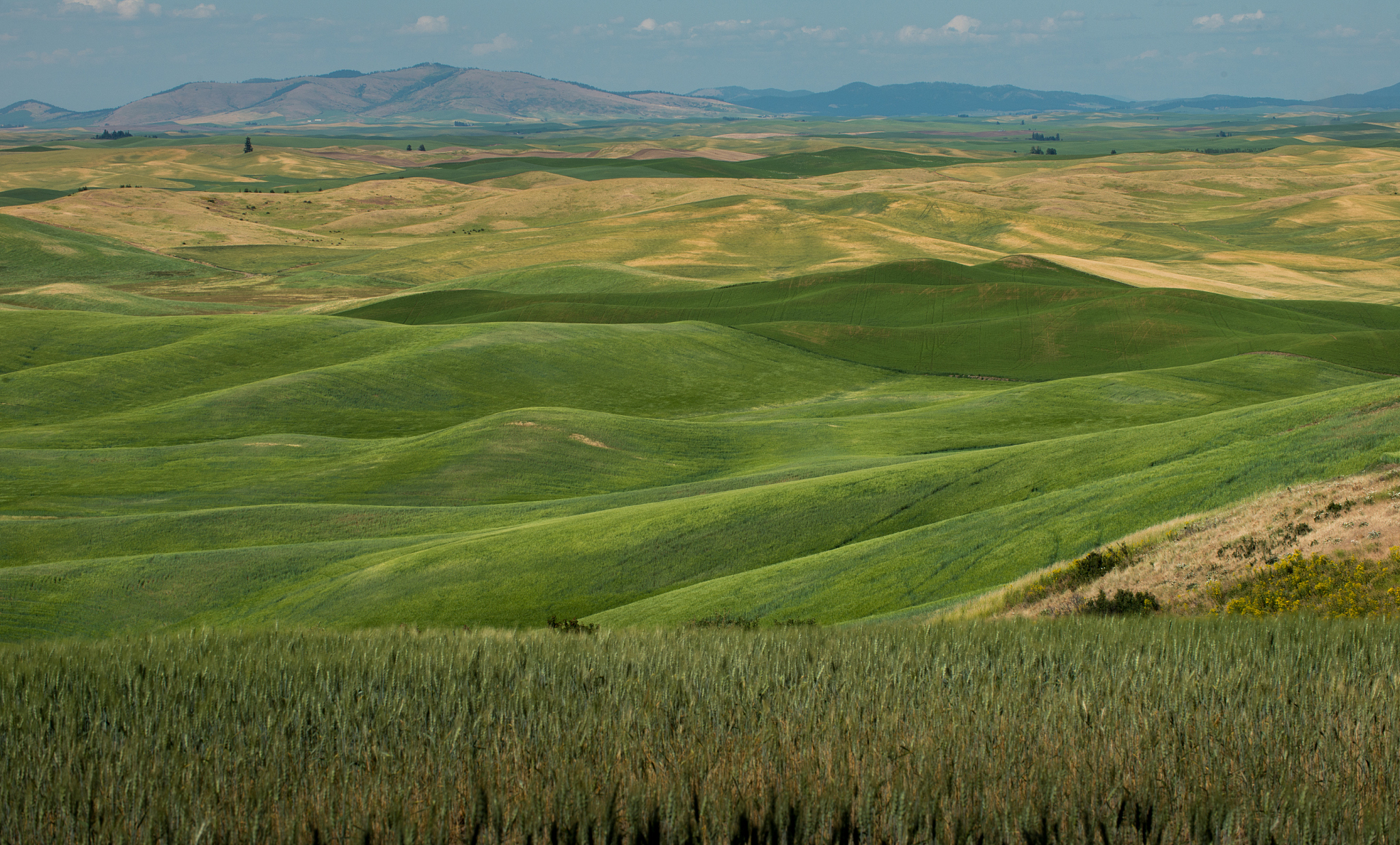 view of steptoe butte, palouse country in eastern washington