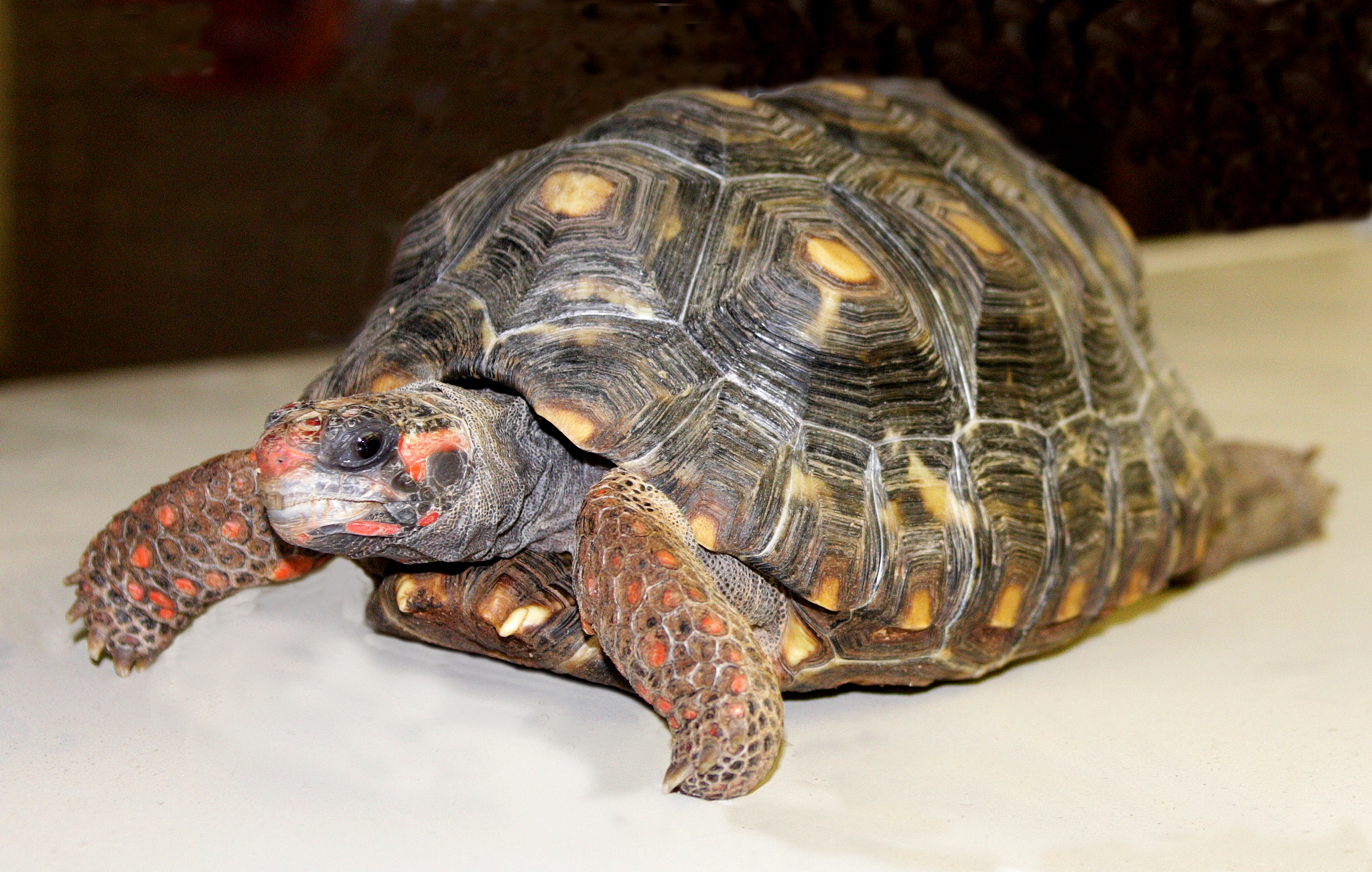 turtle