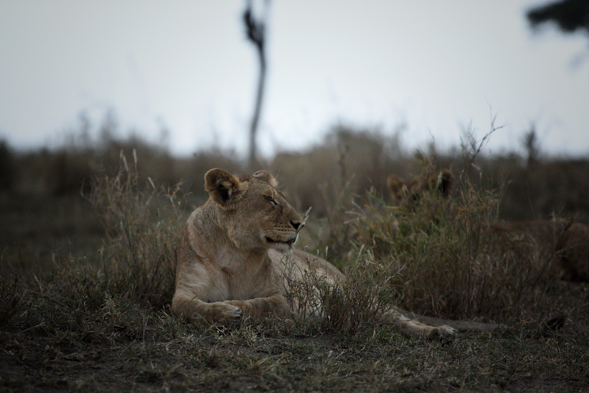 herd of lions prepared to hunt at dusk in the serengeti