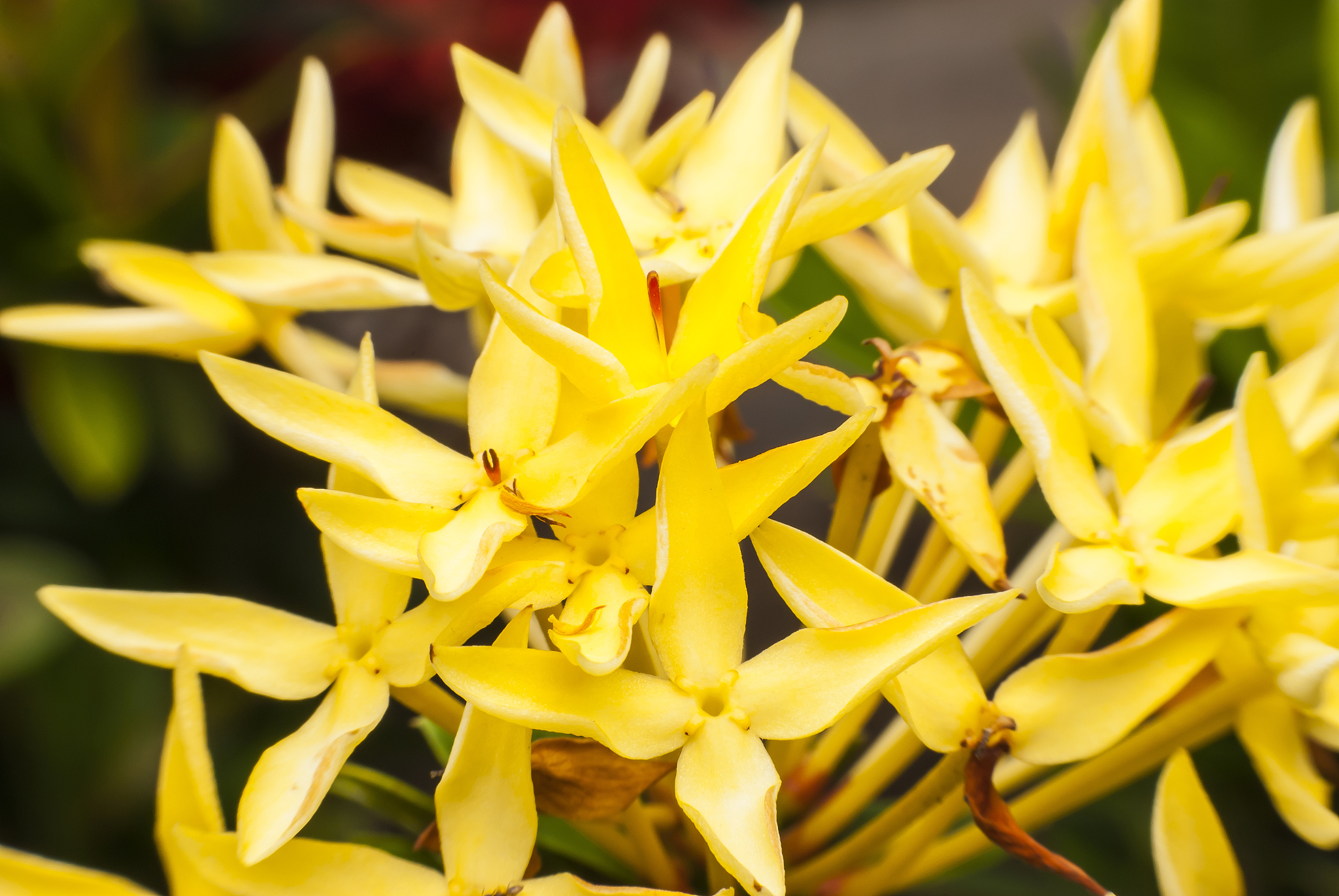 yellow flower spike .