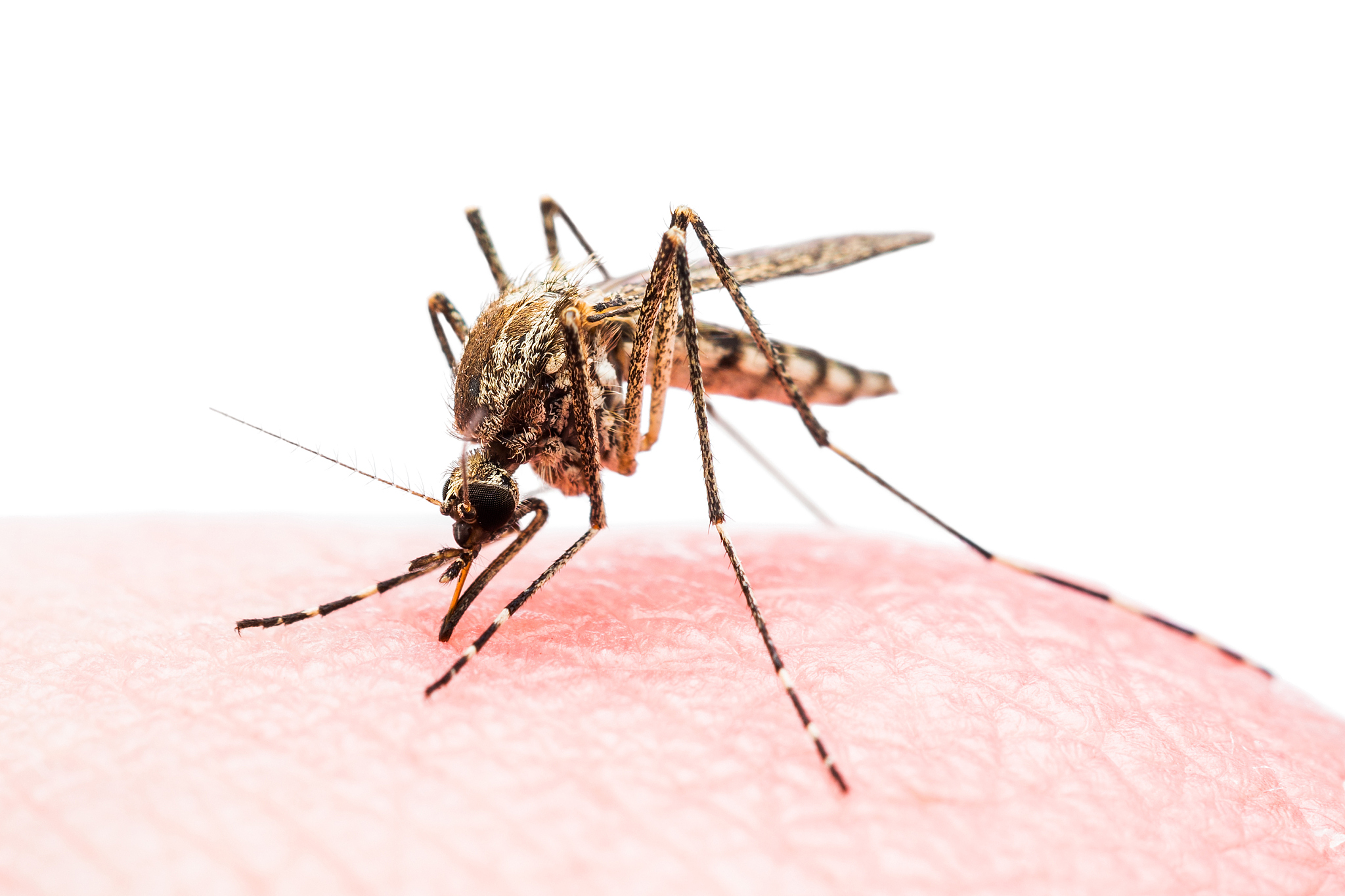 蚊子：世界上最烦人的生物之一