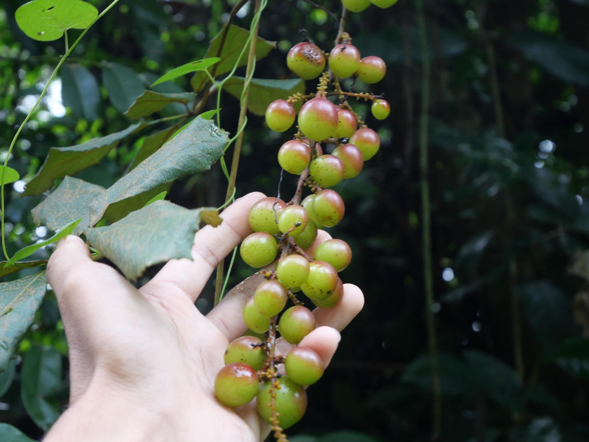 马宝果是什么水果？