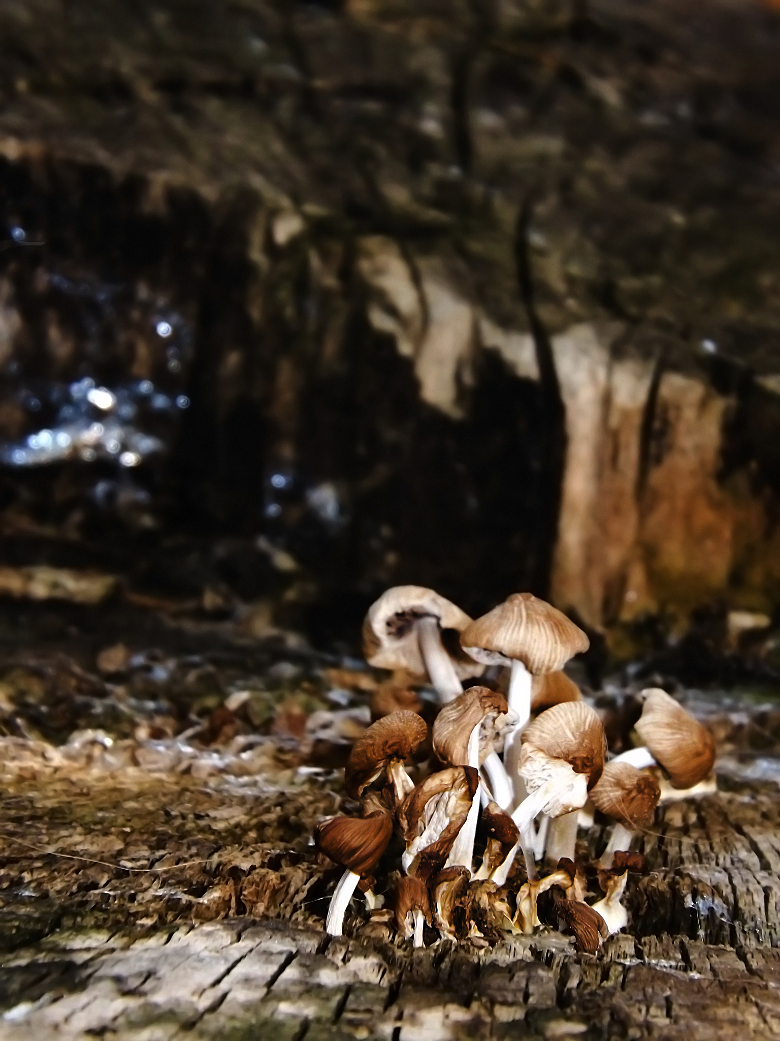 ここに問題とした茸の価値は、茸の使用価値でもなければまた交換価値でもない。が、これらの価値の間に一定の連関の存することは否み難いであろう。いわゆる「価値ある物」は何ほどかこの茸と同じき構造をもつと言ってよい。翻译成中文在这里提出的蘑菇的价值既不是使用价值也不是交换价值。然而这些价值之间存在着一定的关联这是不可否认的。我们可以说所谓有价值的物品与这个蘑菇具有相同的结构。そこで振り返って見ると、茸の価