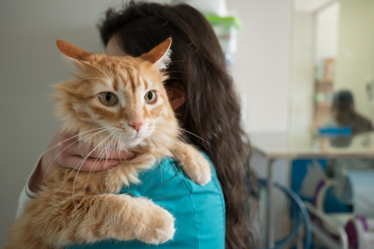 杂交的猫具有繁殖功能吗