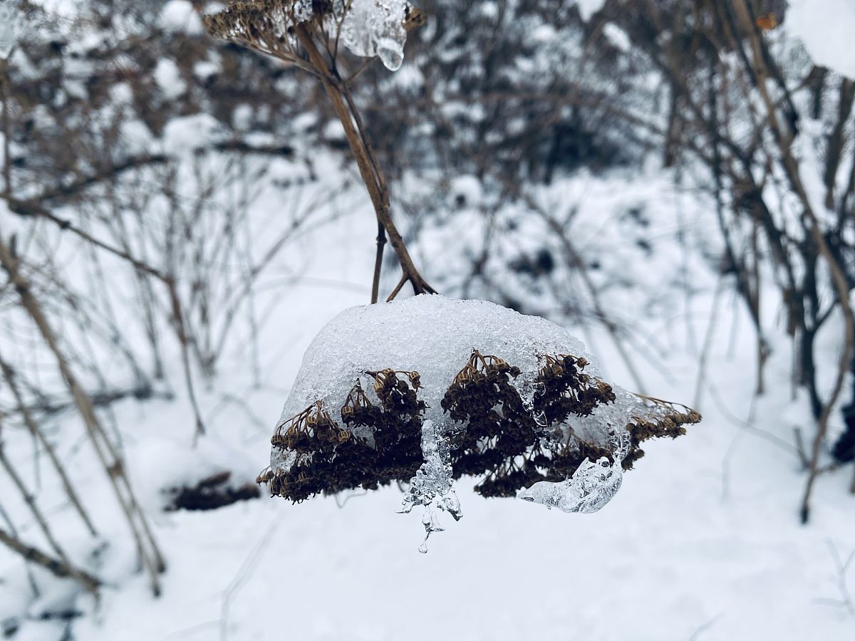 写首形容雪的七言绝句