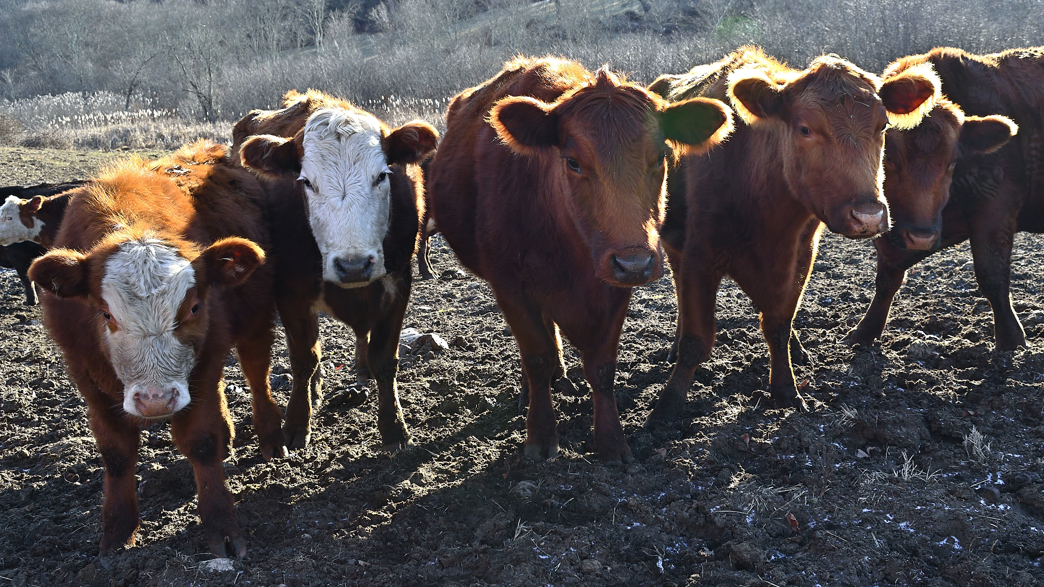 P2870 USACO07DEC最佳牛线黄金Best Cow Line Gold题意给一个字符串每次只能从两边取加入到答案要求取出来之后答案的字典序最小。���len=500000500000思路因为这道题要求答案字典序最小所以我们有一个贪心策略：每一次都取两端的较小者一直取完。这一定是没有问题的此时局部最优解就是全局最优解。关键是当两端相同时应该怎么办。当字符串为 ������ACERHA 时我