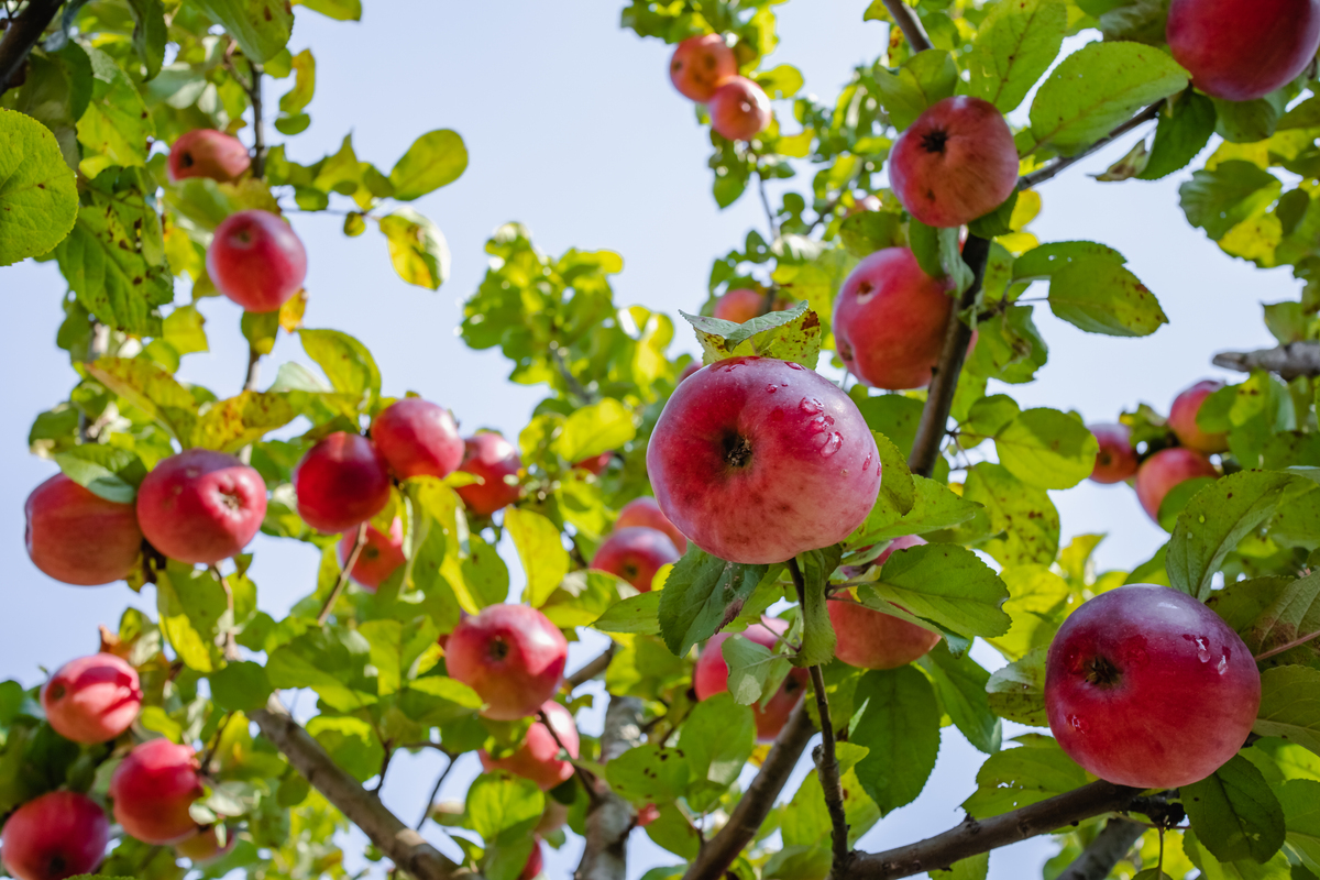 几月份盛产苹果