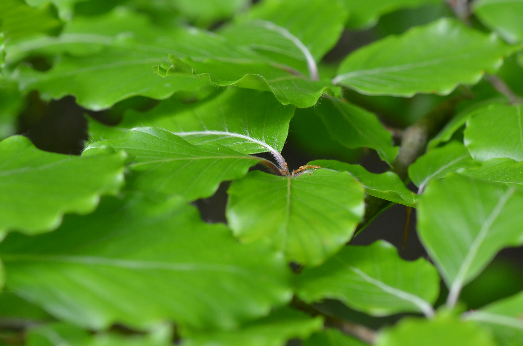 close-up of green leaves