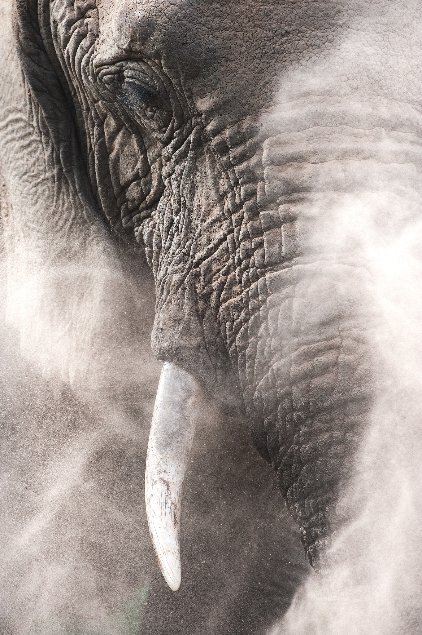elephant in dust