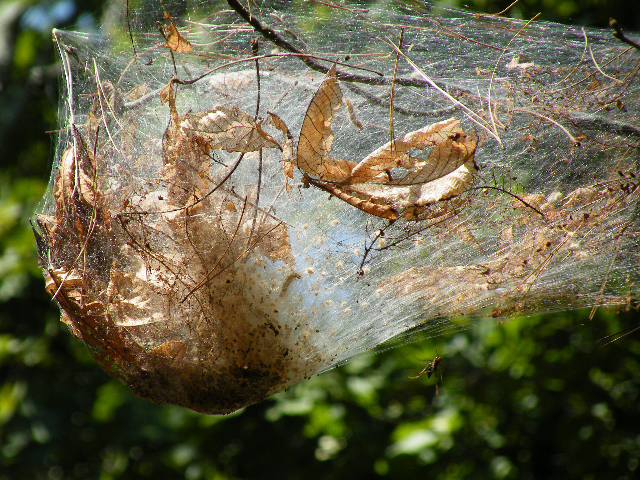 解密质数蝉：17年地下蛰伏的生存智慧