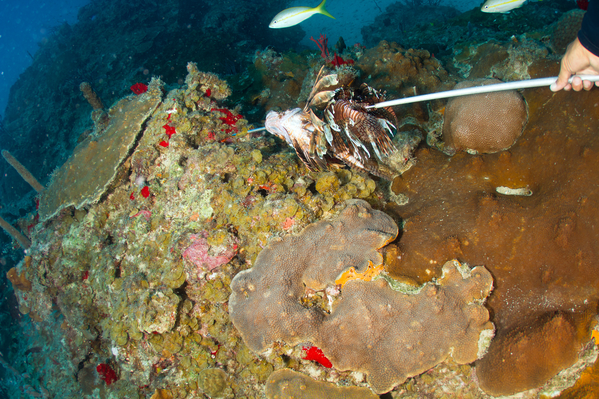 用英语写一篇解决海洋垃圾的文章